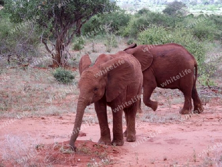 Elefanten, Elefant, in, Tsavo, Ost, Kenya, Kenia, Afrika