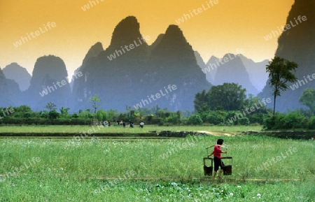 the landscape at the Li River near Yangshou near the city of  Guilin in the Province of Guangxi in china in east asia. 