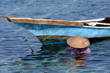 Die Ernte in der Seegrass Plantage auf der Insel Nusa Lembongan der Nachbarinsel von Bali, Indonesien.