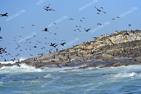 Kap Kormoran (Phalacrocorax capensis) Seal Island, False Bay, Simons Town bei Kapstadt, Western Cape, Westkap, S?dafrika, Afrika