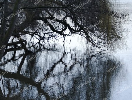 reflection in the water