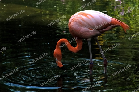 Flamingo in Water