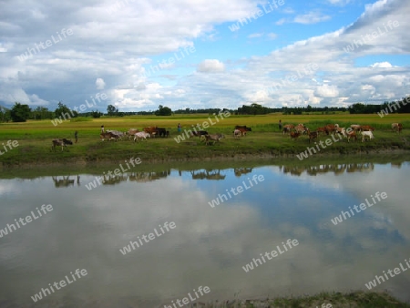 kuhherde am flussufer