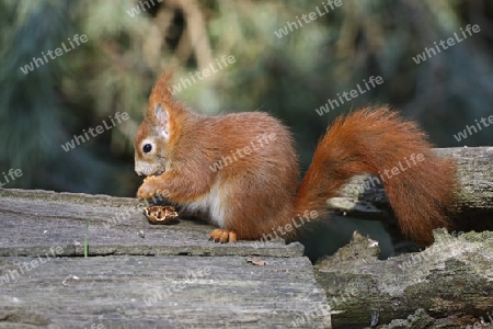 Eichh?rnchen (Sciurus vulgaris), frisst Nuss, Brandenburg,  Deutschland