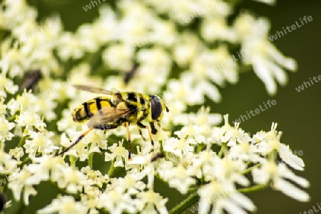 Totenkopfschwebfliege