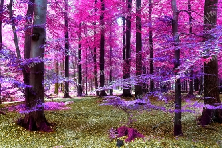 Beautiful pink and purple infrared panorama view into a forest landscape