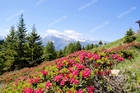 Alpenrosen und schneebedeckte Berge