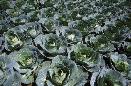 agraculture near the city of Jodhpur in the province of Rajasthan in India.