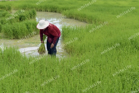 Reisfelder und Landwirtschaft in der Provinz Amnat Charoen nordwestlich von Ubon Ratchathani im nordosten von Thailand in Suedostasien.