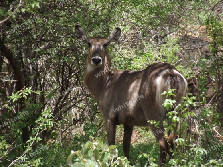 Wasserbock, in, Tsavo, West, Kenya, Kenia, Afrika