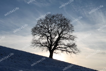 Eiche im Gegenlicht