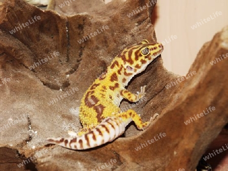 Leopard, Leopardgecko, Gecko, Echse, Reptilien, Exoten, Haustiere, Farbe, High Yellow, Mix, Indien