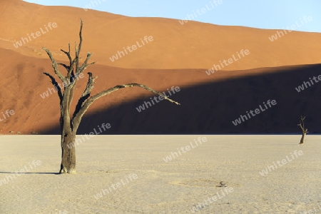 Kameldornb?ume (Acacia erioloba), auch Kameldorn oder Kameldornakazie im letzten Abendlicht,  Namib Naukluft Nationalpark, Deadvlei, Dead Vlei, Sossusvlei, Namibia, Afrika