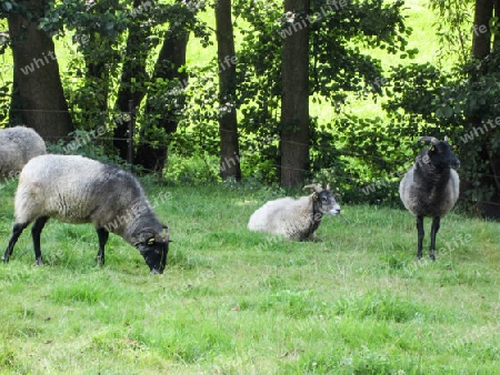 Heidschnucken auf der Weide