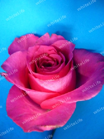 pinke Rose