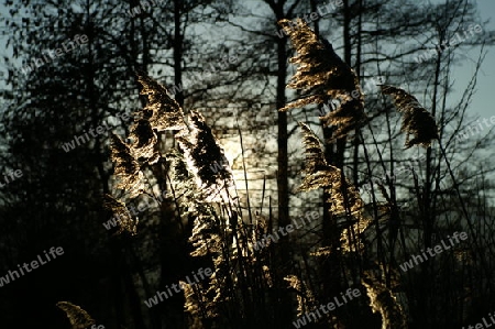 Schilf im Gegenlicht