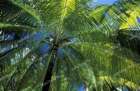 
Kokos Palmen auf einer der Inseln der Malediven im Indischen Ozean.