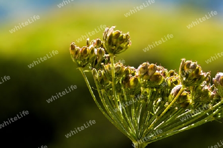 Knospendolde im Garten, Nahaufname, Umbel buds in the garden, close-up