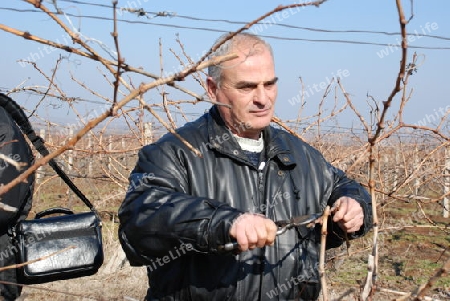 50-years-old man cutting vineyard