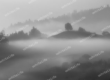 Sommerlandschaft im Morgennebel