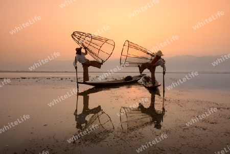 Fishermen at sunrise in the Landscape on the Inle Lake in the Shan State in the east of Myanmar in Southeastasia.