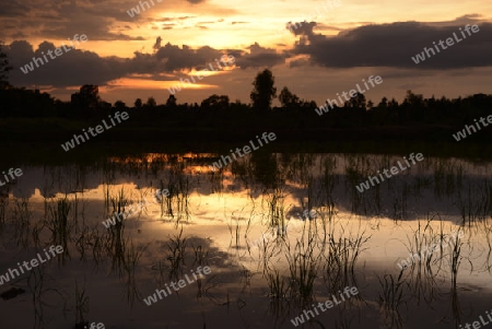 Reisfelder und Landwirtschaft in der Provinz Amnat Charoen nordwestlich von Ubon Ratchathani im nordosten von Thailand in Suedostasien.