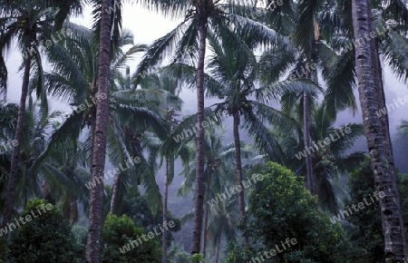 the mountain Landscape on the Island of Anjouan on the Comoros Ilands in the Indian Ocean in Africa.   