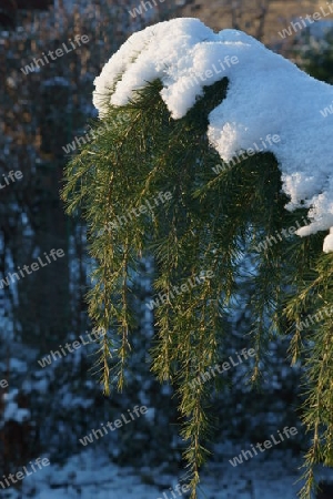 Ein Schnee bedeckter Zedernzweig im Sonnenschein.