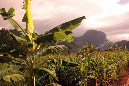 Die Landschaft mit einer Bananen Plantage beim Dorf Chiang Dao noerdlich von Chiang Mai im Norden von Thailand.