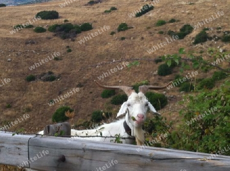 Ziegenbock_Sardinien