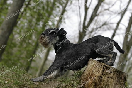 Mittelschnauzer