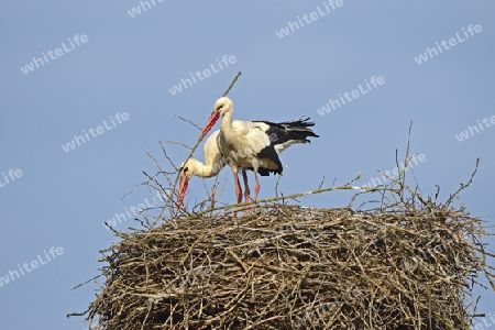 Wei?st?rche (Ciconia ciconia), bauen ihr  Nest, Storchendorf Linum, Brandenburg, Deutschland, Europa, oeffentlicherGrund