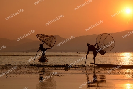 Fishermen at sunset in the Landscape on the Inle Lake in the Shan State in the east of Myanmar in Southeastasia.