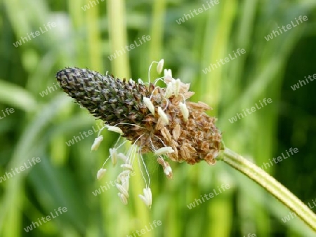 Plantago P5120007