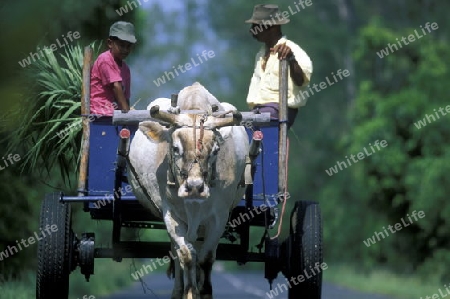 A xo wagon on the road on the Island of La Reunion in the Indian Ocean in Africa.