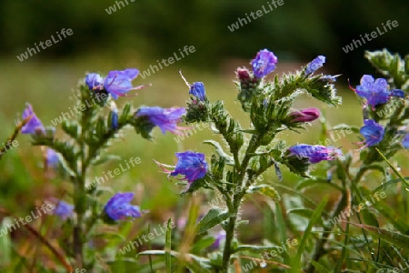 Alpenflora