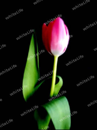 Single Tulip