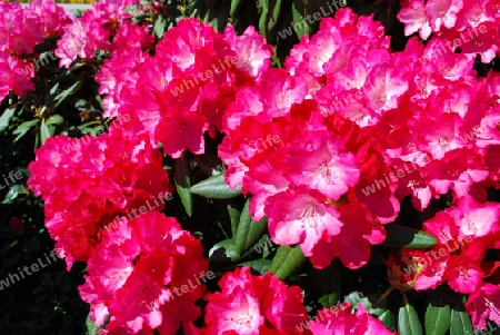 Rhododendron