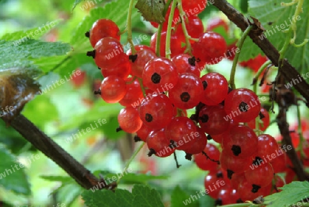 Johannisbeeren