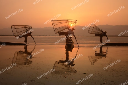 Fishermen at sunrise in the Landscape on the Inle Lake in the Shan State in the east of Myanmar in Southeastasia.