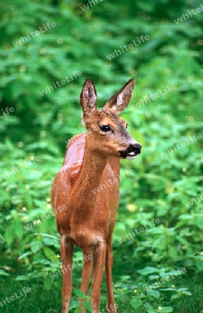 Reh im Wald