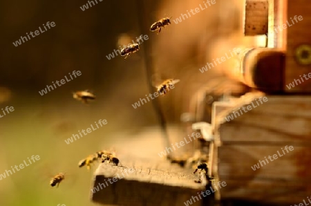 Bienen vorm Stock