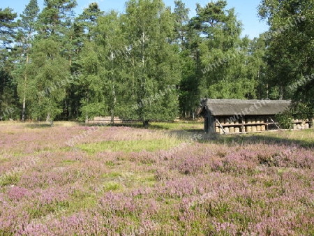 L?neburger Heide, Bienenhaus in der Heidelandschaft