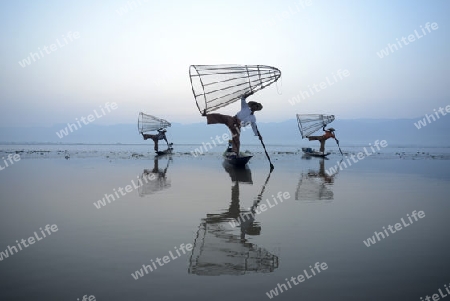 Fishermen at sunrise in the Landscape on the Inle Lake in the Shan State in the east of Myanmar in Southeastasia.