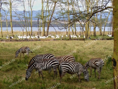 Kenia - Zebras und Pelikane am Lake Nakuru