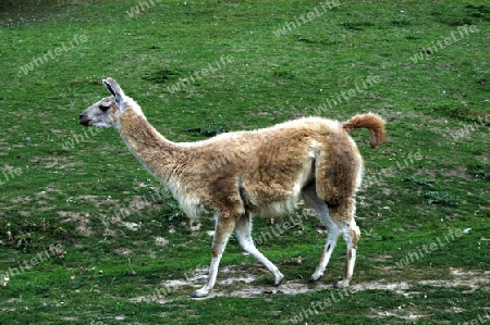 Llama