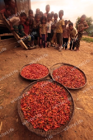 Chili Schoten werden an der luft getrocknet in der Bergregion beim Dorf Kasi an der Nationalstrasse 13 zwischen Vang Vieng und Luang Prabang in Zentrallaos von Laos in Suedostasien. 