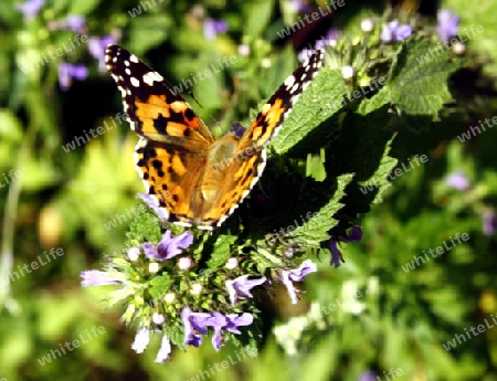 schmetterling auf einer bl?te