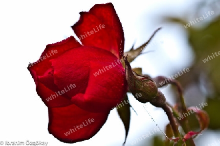 Rote Rose