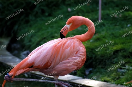 Flamingo